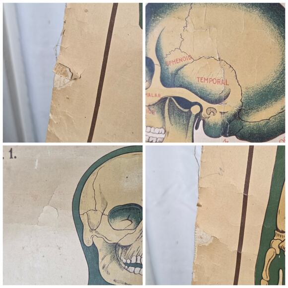Antique Anatomy Chart of Elementary Physiology Arnold 1908 Medical Poster UK - Picture 7 of 10